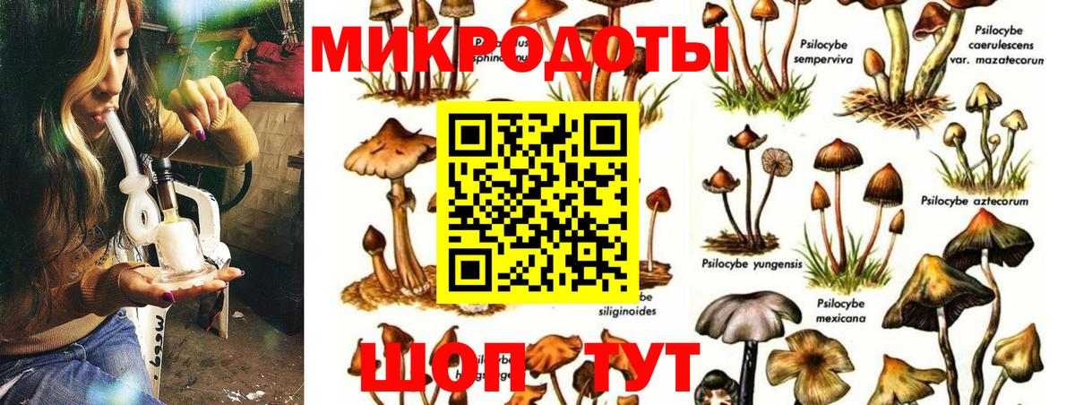 Псилоцибиновые грибы Psilocybine cubensis Новосибирск