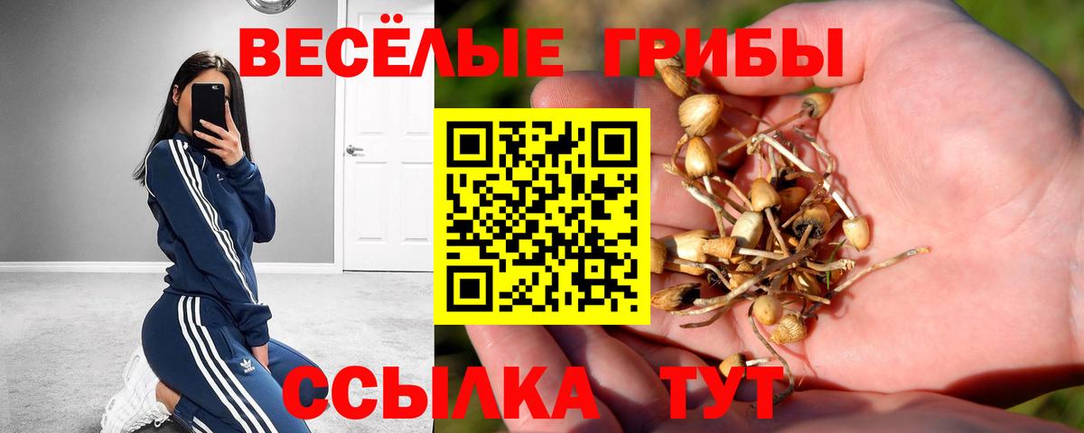 Псилоцибиновые грибы Cubensis  Галлюциногенные грибы мицелий  Новосибирск  Вход с VPN 
